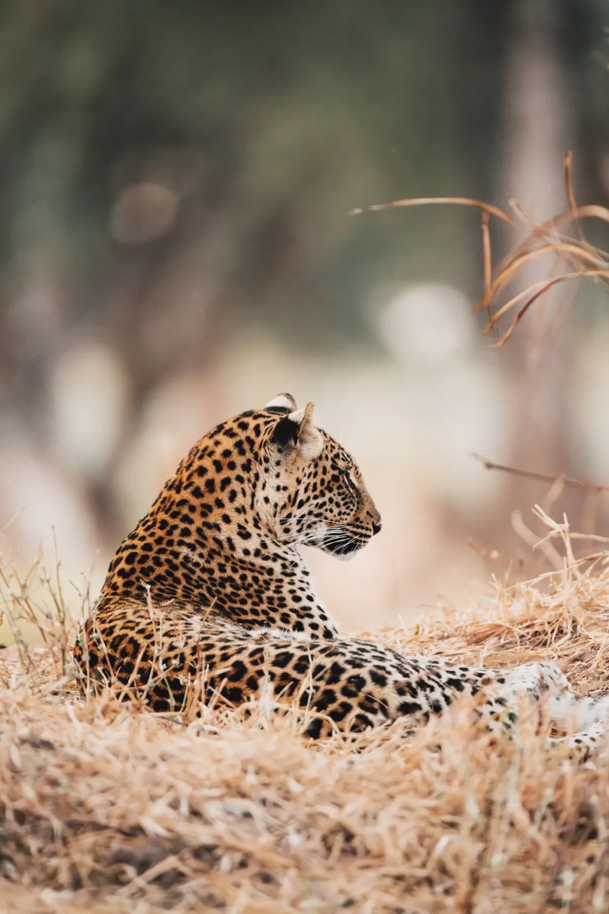 2023-07-kutali-camp-classic-zambia-by-marion-payr-232
