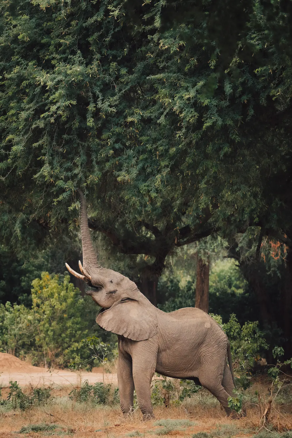 2023-07-kutali-camp-classic-zambia-by-marion-payr-658