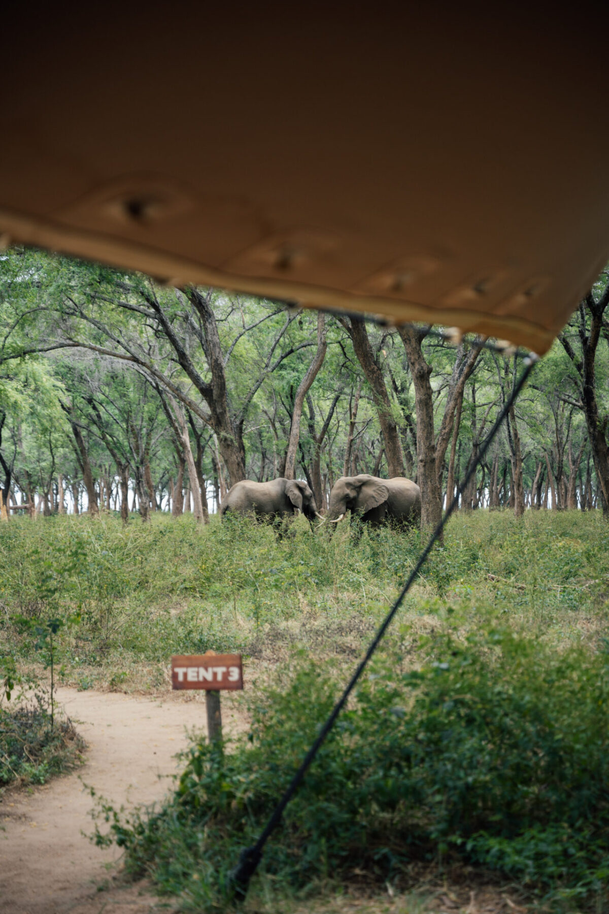 2025-05-kutali-lower-zambezi-zambia-by-marion-payr-9