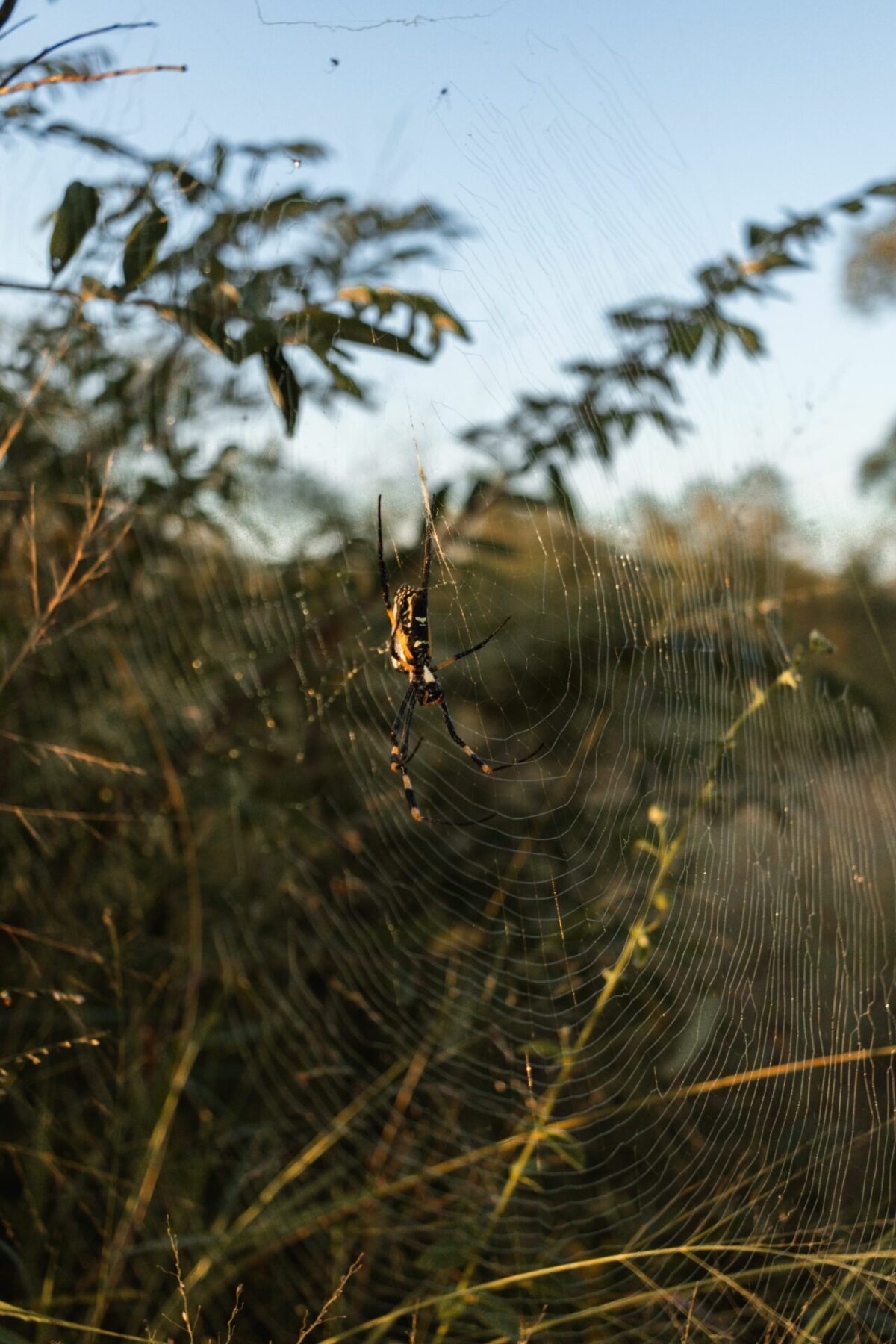 Spinne in Thornybush Game Lodge