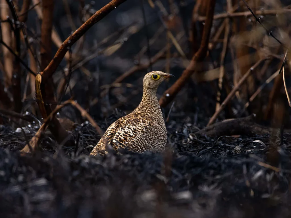 Birding Enthusiast Kurs